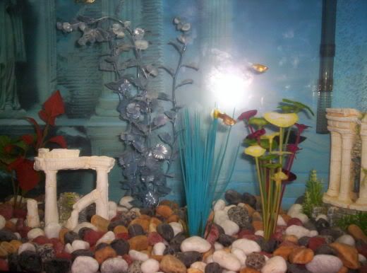 guppies006.jpg