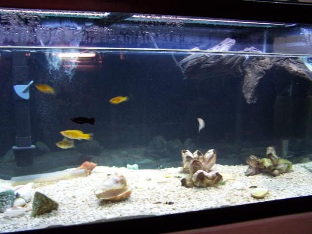 fishwall048.jpg