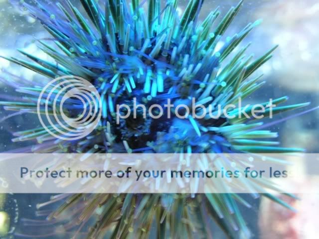 urchin.jpg