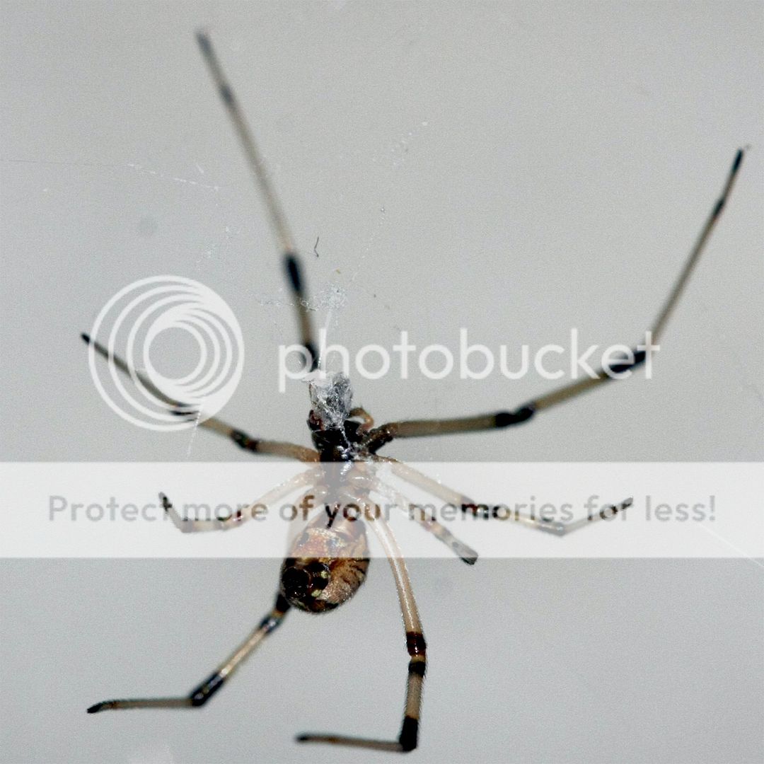 spiderretouched.jpg