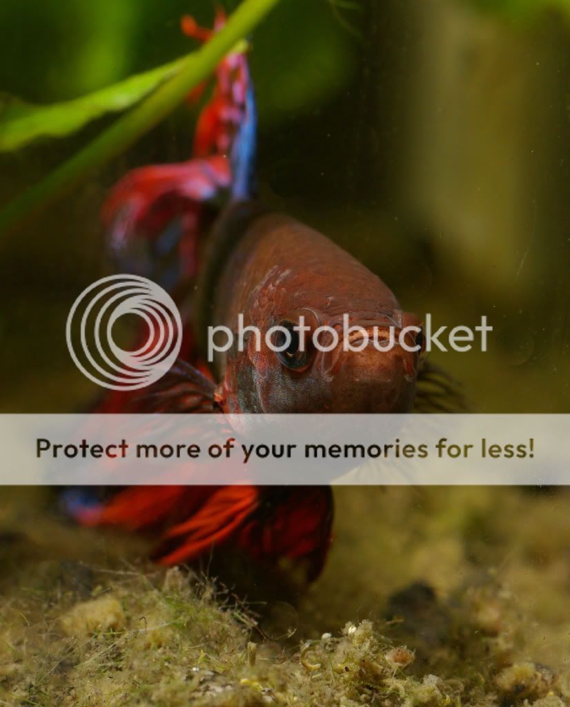 betta29-1.jpg