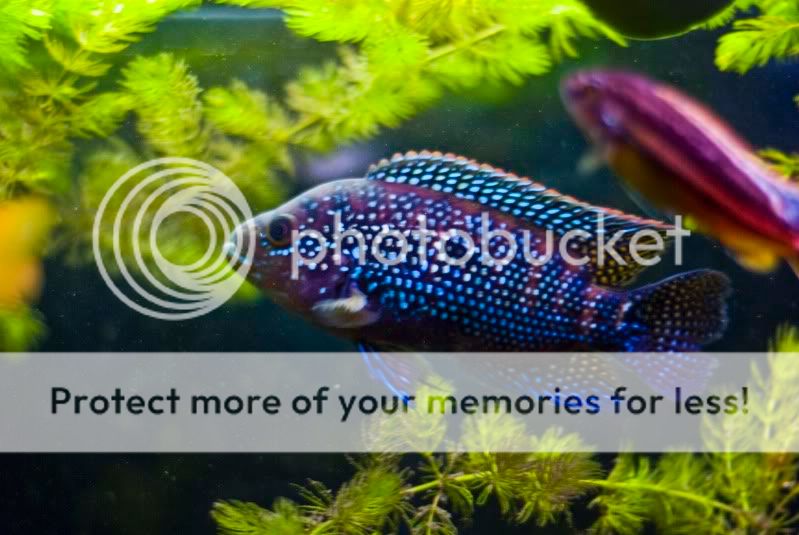 fish12.jpg