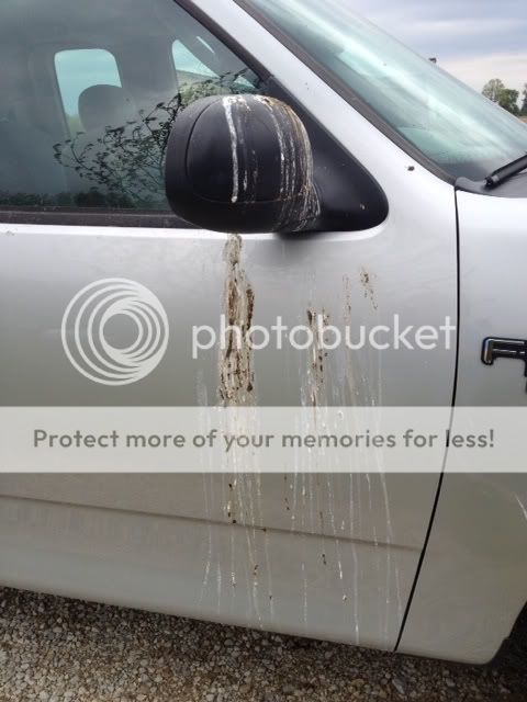 birdpoo.jpg