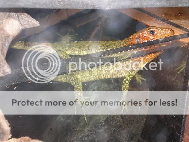 fish20072.jpg