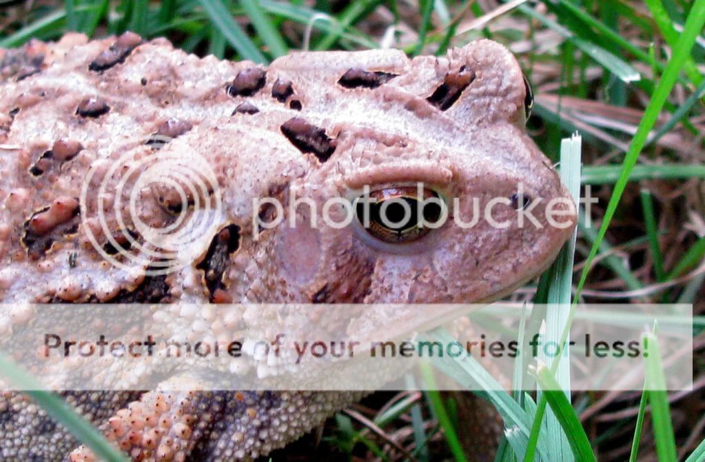 Toad.jpg