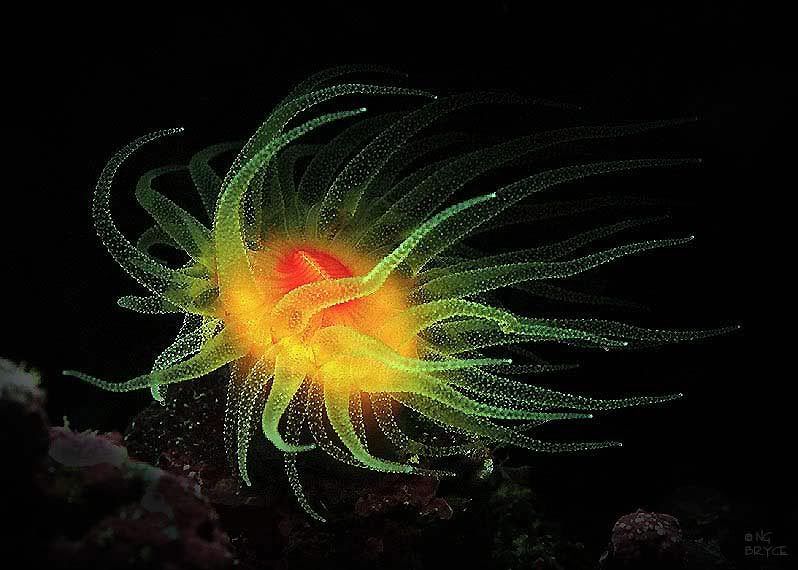dendroweb1.jpg