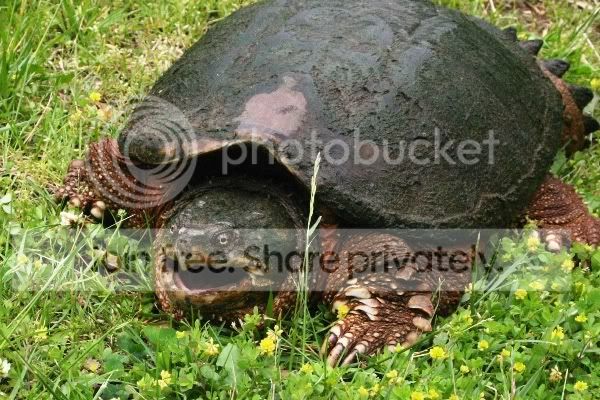 bigsnapper.jpg