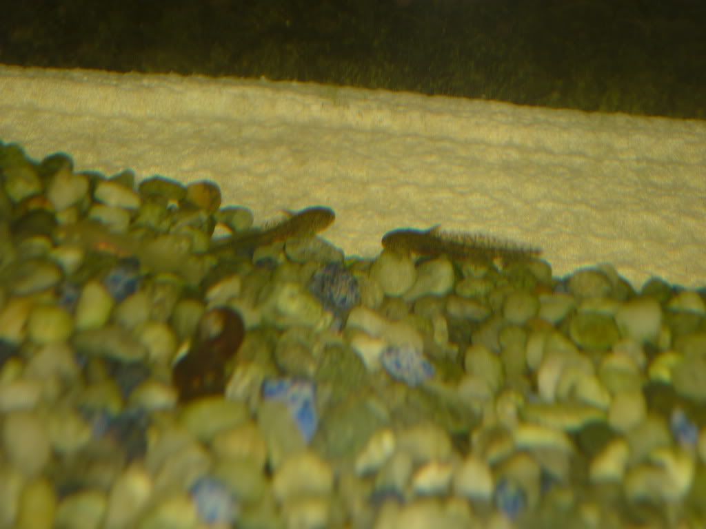 P1000683.jpg