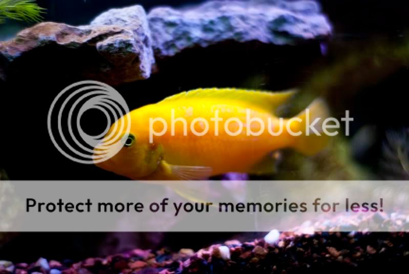 fish2.jpg