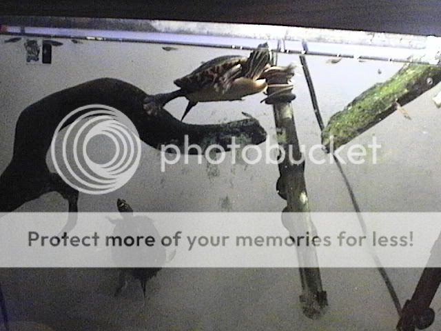 farm045.jpg