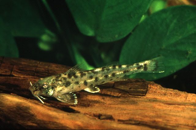 guessthefish3.jpg