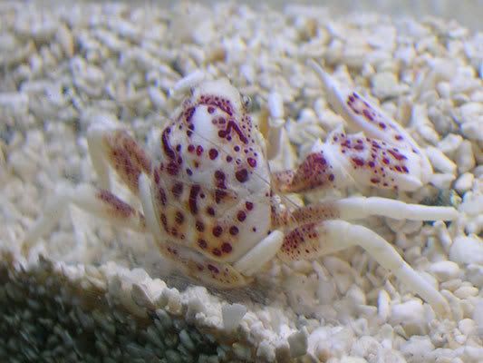 crab0707.jpg