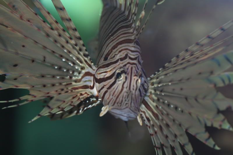 Lionfish.jpg