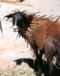 bh-lambchop1.jpg