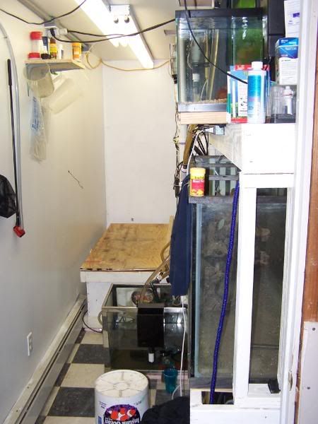 fishwall01018.jpg