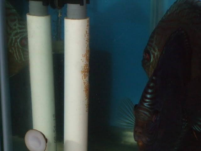 DSCF2260.jpg