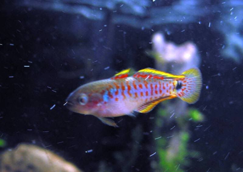peacockgudgeon4.jpg