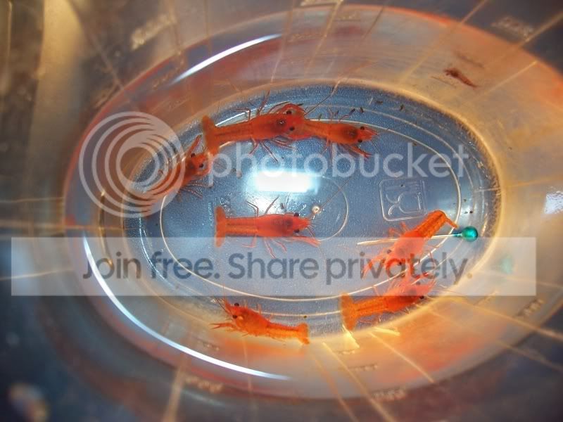 Clarkii-Orange_zps913ac82f.jpg