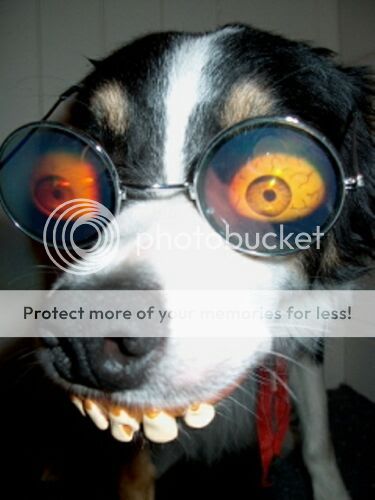 funny_weird_dog.jpg