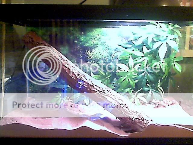 New Leopard Gecko Terrarium Aquariacentral Com