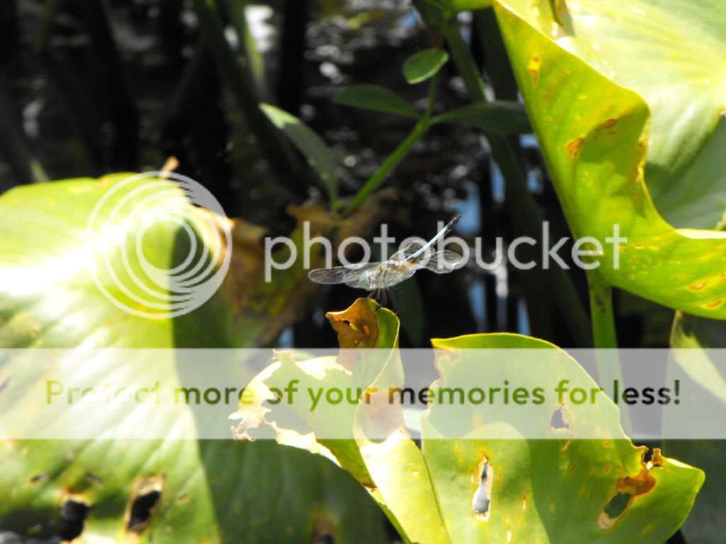 DSCF6021-2.jpg