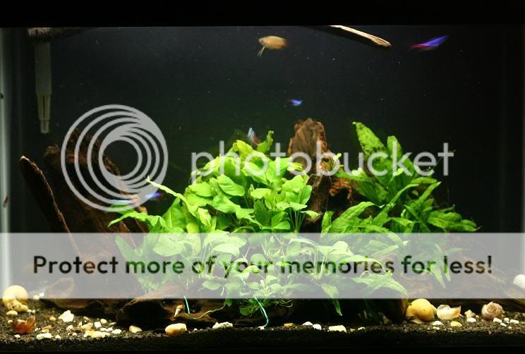 20Gallon_82608.jpg