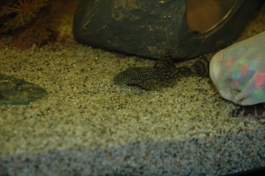 bristlenose1.jpg