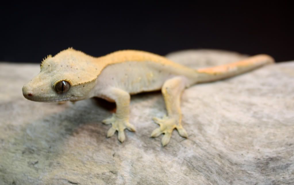 Gecko_1_4.jpg