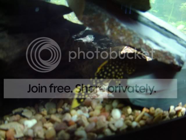 GoldenNuggetplec.jpg