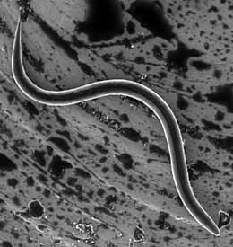 nematodesm.jpg