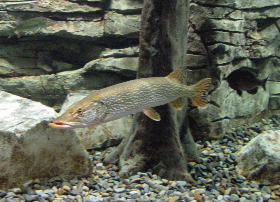 Pike.gif