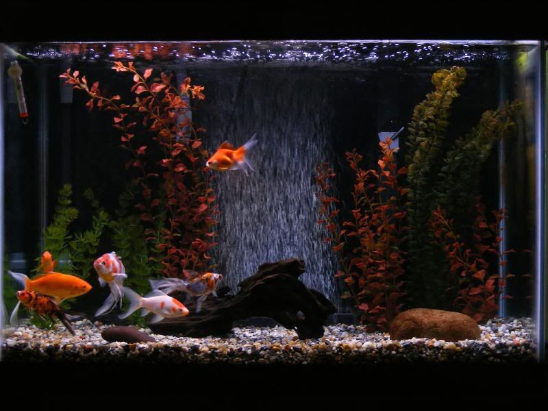DSCF4526.jpg