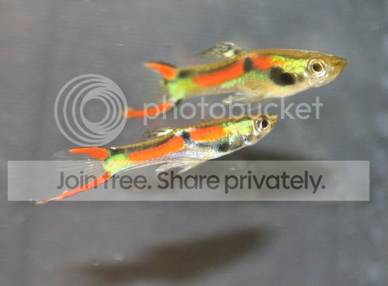endlers12.jpg