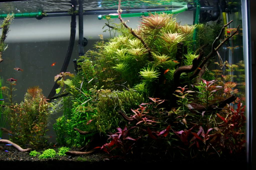 60gAquarium05-13-09006.jpg