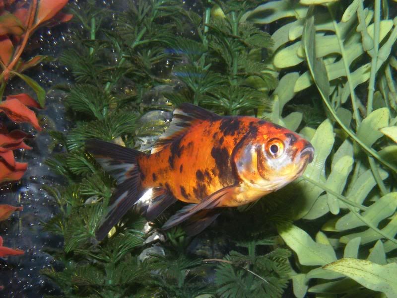 DSCF4305.jpg