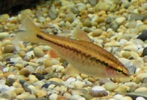 cherry-barb2.jpg