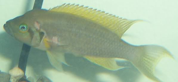 Fish2014.jpg