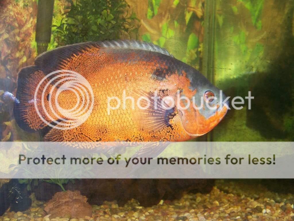 100_4675photi.jpg