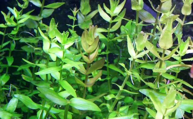 bacopa.jpg