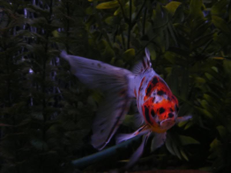 DSCF4197.jpg