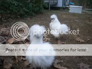 silkies023.jpg