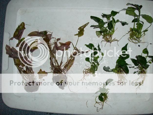 plants1.jpg