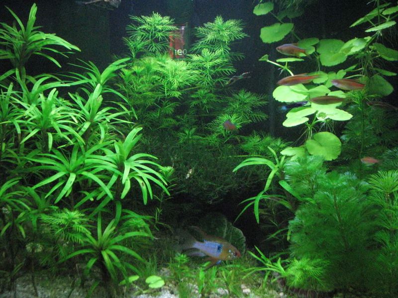 Aquariumasof2010_01_07.jpg