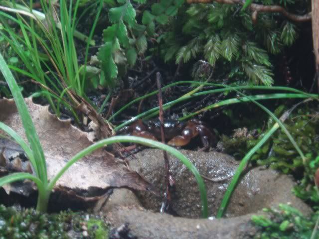 crab5_640x480.jpg