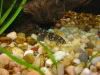 fish008.jpg