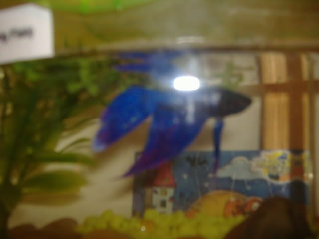 bettas003.jpg