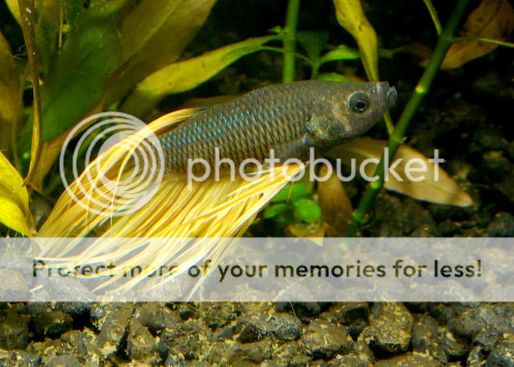 betta97.jpg