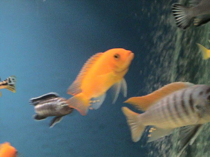 DSC04715.jpg
