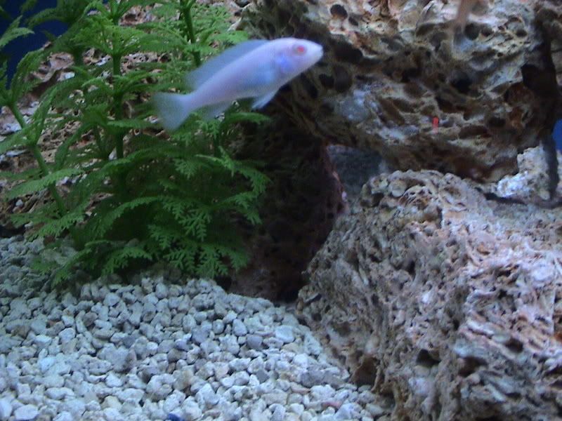 fish009.jpg