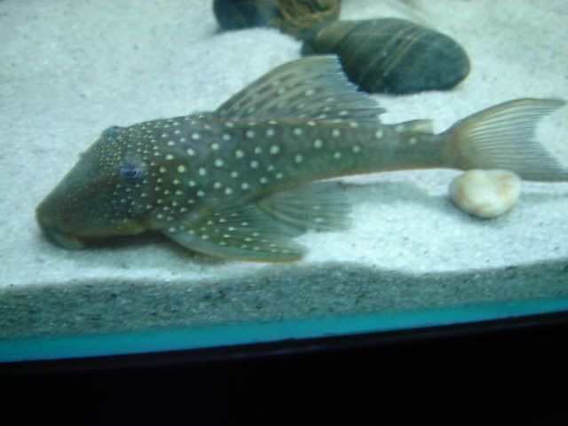 DSC04936.jpg
